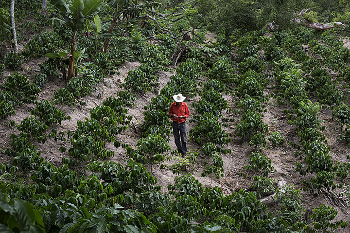 En bonde går igennem sin kaffeplantage i Honduras.  Agua Zarca-dæmningen er ikke den eneste udfordring landmændene står overfor. Honduras er også et af de tre lande i verden, der er mest sårbare overfor klimaforandringer. Landbrugsjorden er derfor dyrebar og betyder alverden for lokalsamfundet.